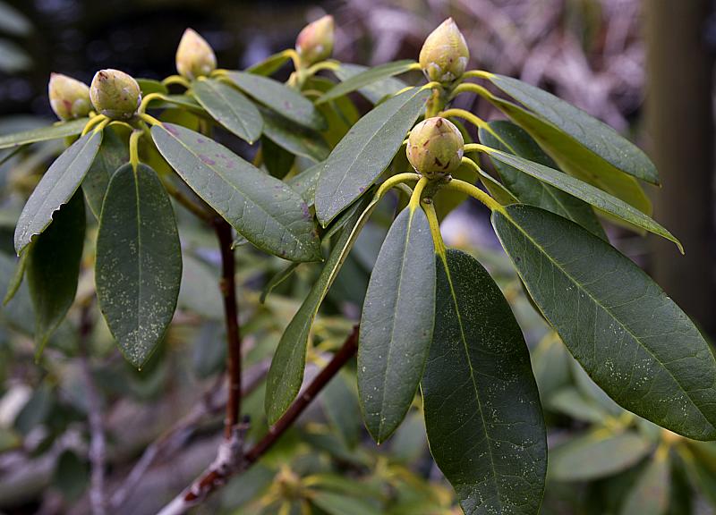 A bud on a rhododendron adds interest.